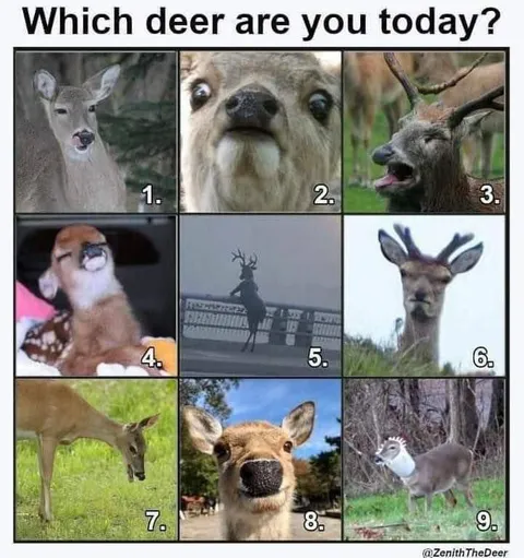 Which Deer Are You Today