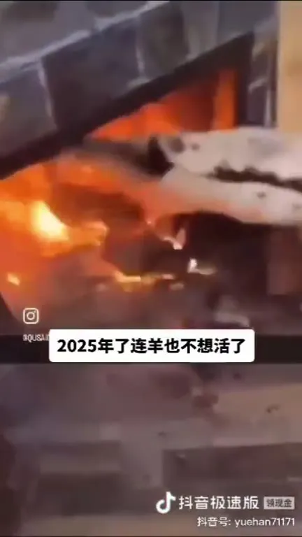 连羊也不想活了