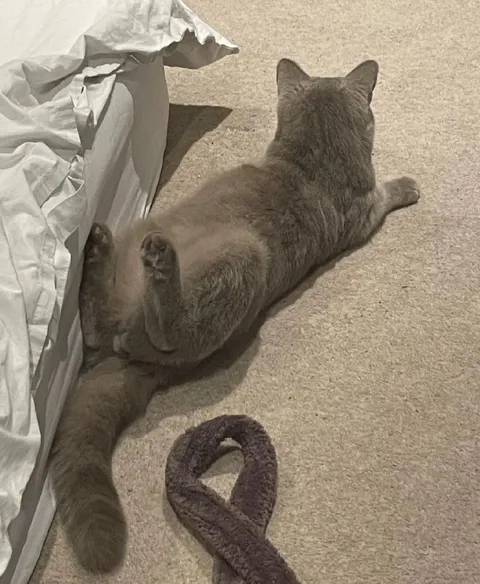 Кот в странной позе