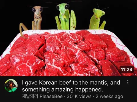 Korean Beef for the Mantis