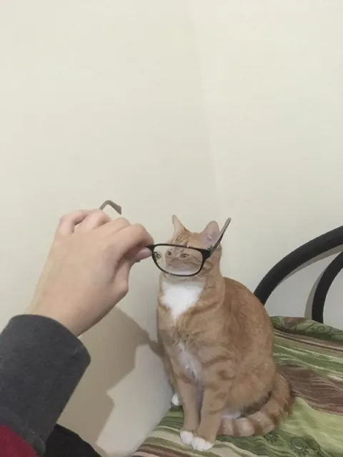 Кот в очках