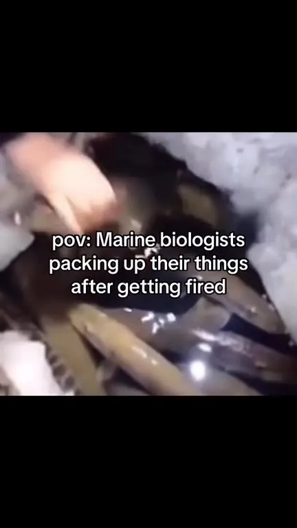 Marine Biologists Getting Fired