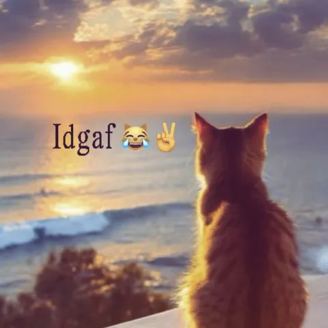 IDGAF Cat Watching the Sunset