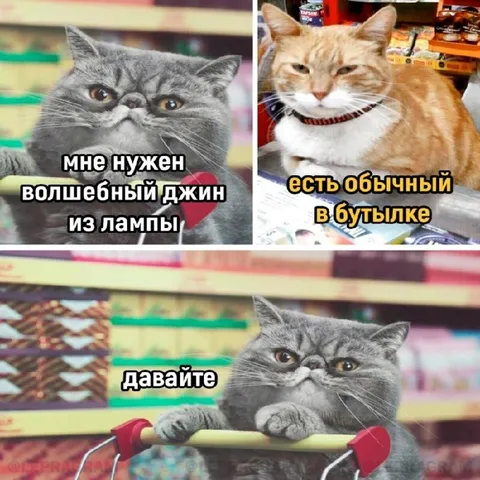 Кот выбирает джина в бутылке