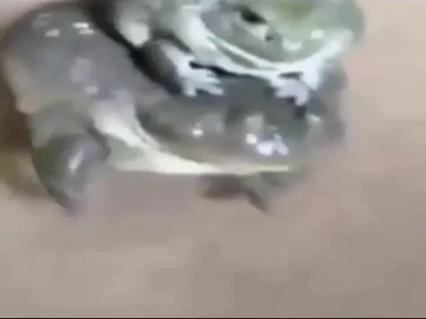 Лягушки танцуют под такси