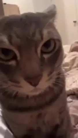 Кот пристально смотрит