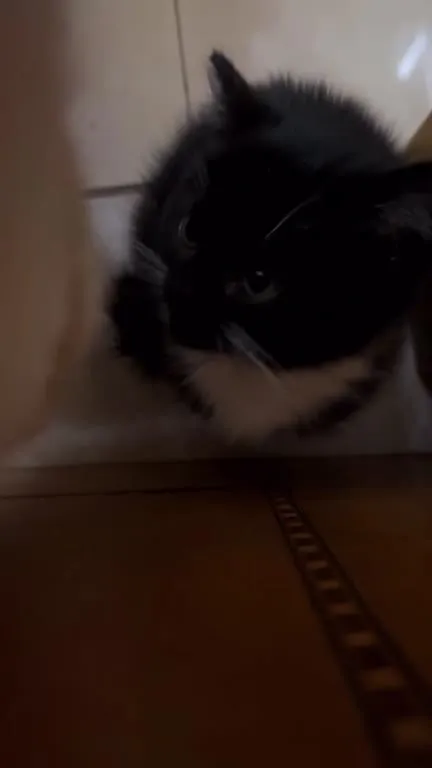 Котёнок идёт прямо к камере