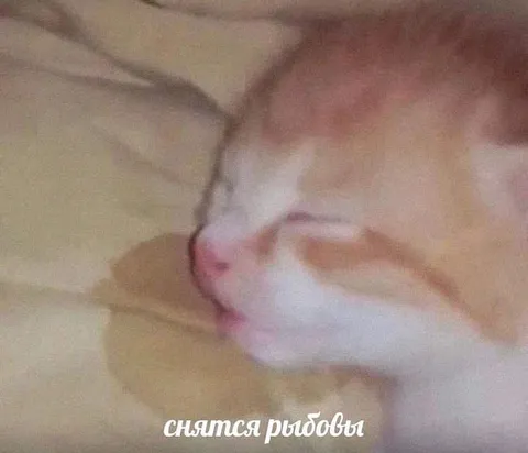 Коту снятся рыдовы