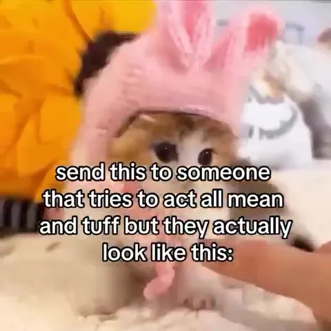 Tough Outside, Cute Inside Cat