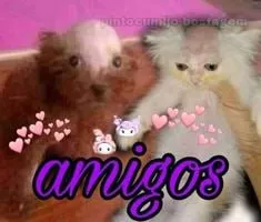 Amigos gatos con corazones