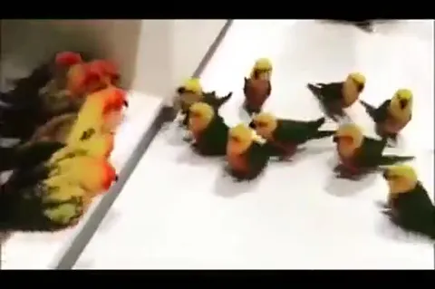Попугаи идут на разборку