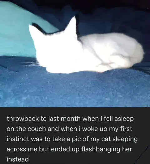 Flashbanged Sleeping Cat