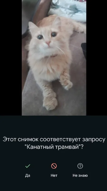 Кот и канатный трамвай