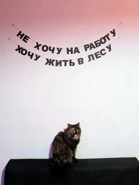 Не хочу на работу, хочу жить в лесу