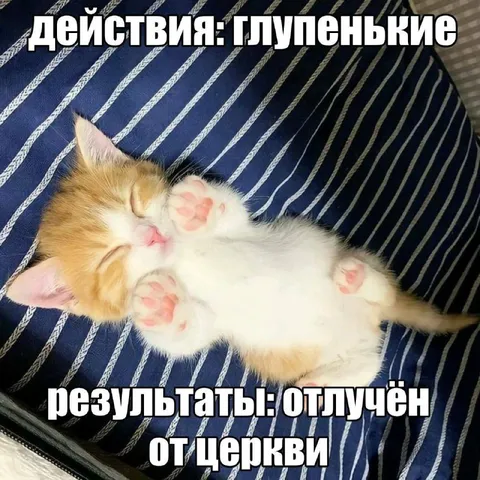 Глупенькие действия котёнка