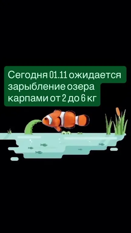 Зарыбление озера карпами