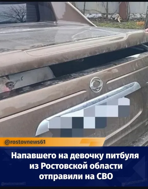 Питбуля отправили на СВО