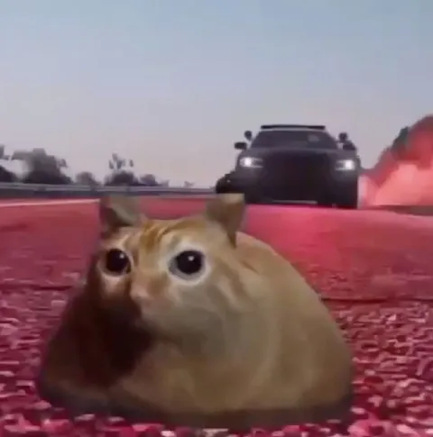 Кот перед заносом машины