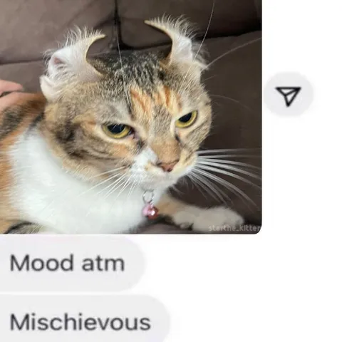 Mischievous Cat Mood