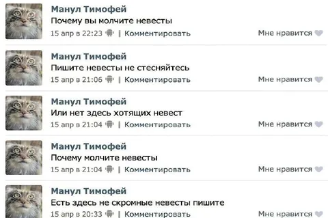 Манул ищет невест