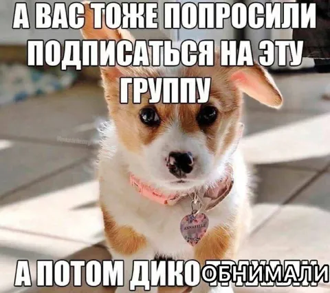 Щенок просит подписаться на группу