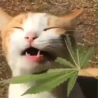 Кот после листика конопли
