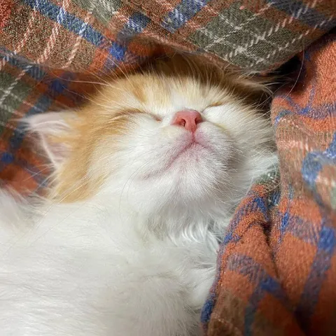 Котёнок сладко спит