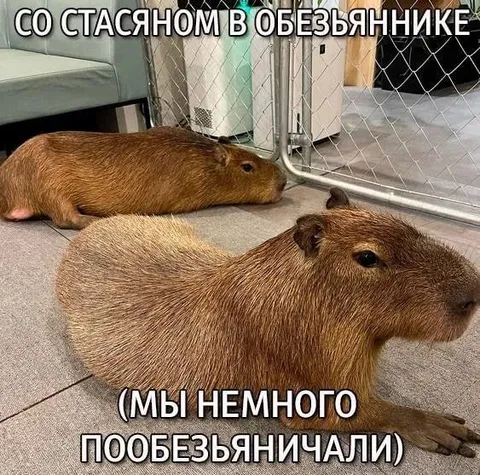 Стасян в обезьяннике