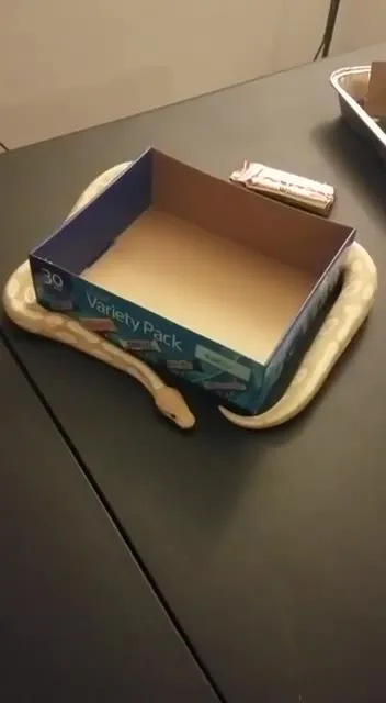 Snake Wearing a Variety Pack Box