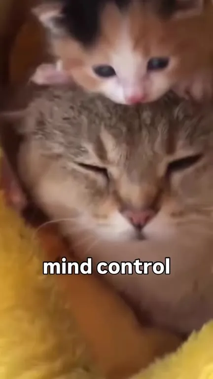 Mind Control Kitten