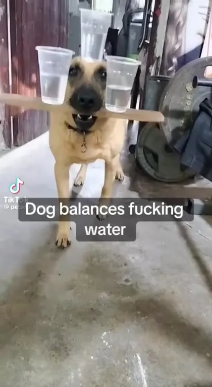Dog Balances Fucking Water