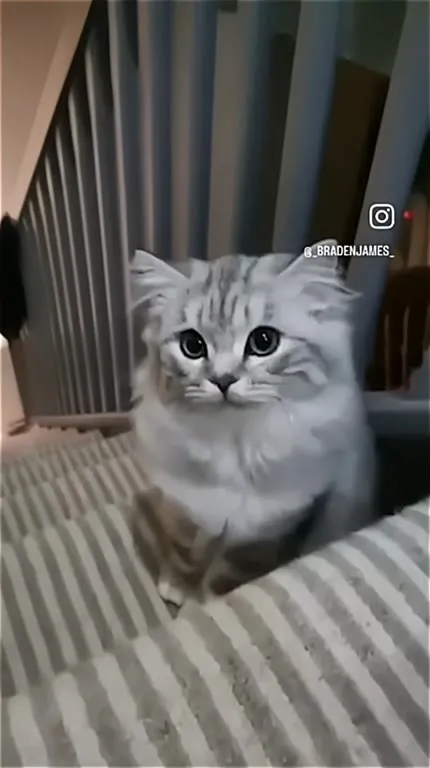 Кот всё ближе к камере