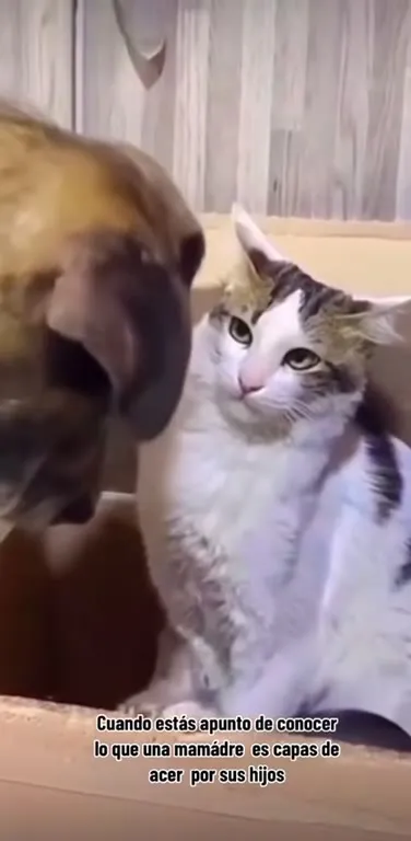 La mamá gato protege a sus hijos