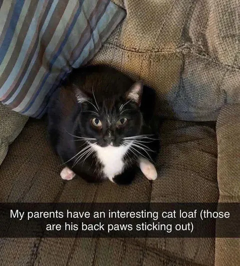 Cat Loaf With Back Paws