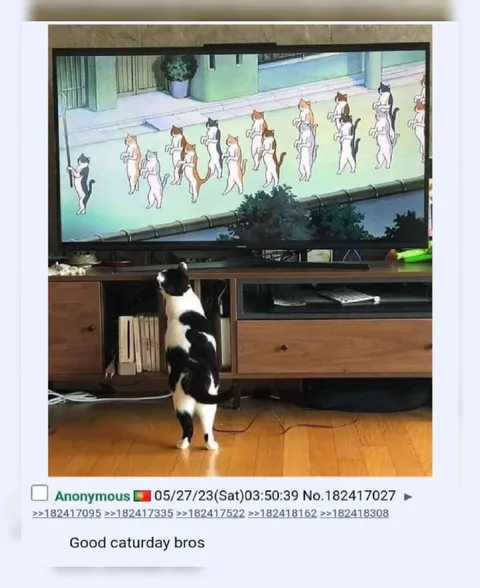 Cat Watching Dancing Cats