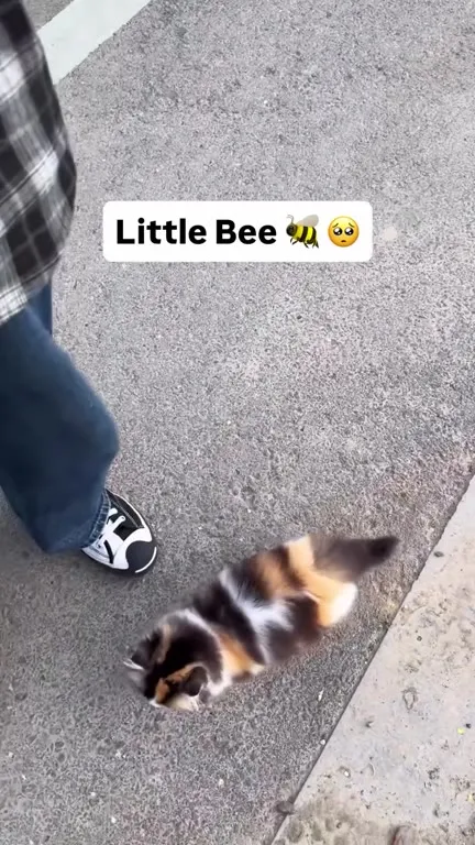 Little Bee Cat Walk