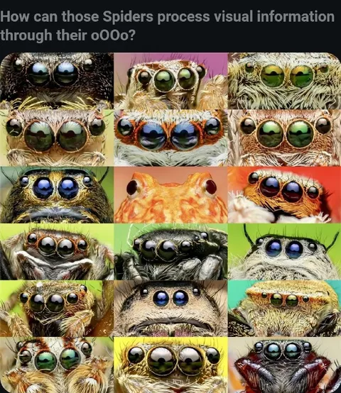 Spiders Processing Visual Information