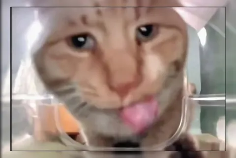 Кот лижет стекло