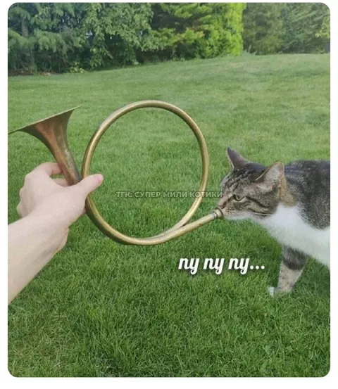 Ну ну ну, котик