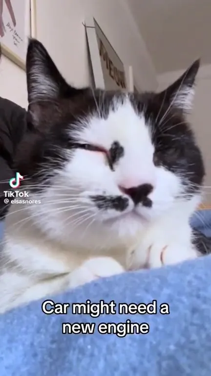 Cat Needs a New Engine