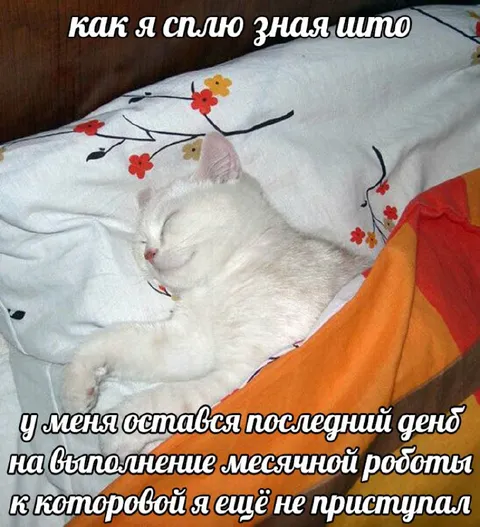 Кот перед дедлайном