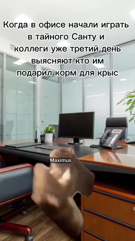 Тайный Санта и корм для крыс
