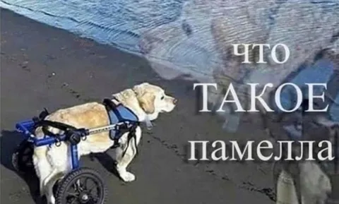 Что такое Памелла