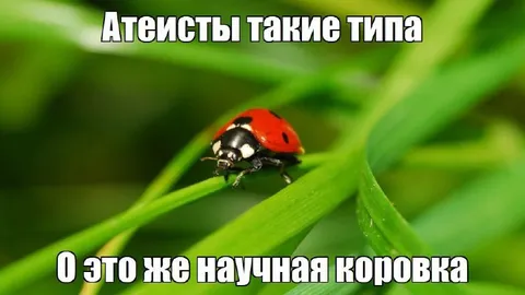 Научная божья коровка