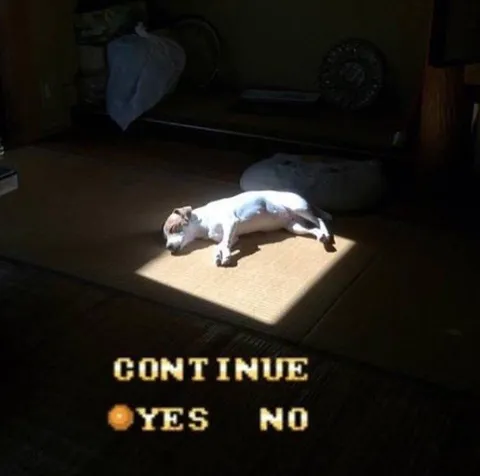 Cat in the Sunlight Continue Screen