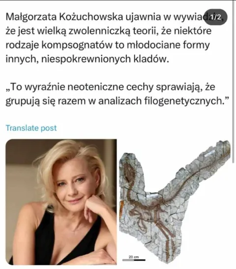 Kożuchowska i młodociany kompsognat