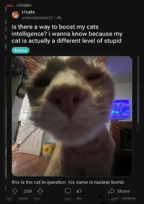 Cat With Nuclear-Level Stupidity