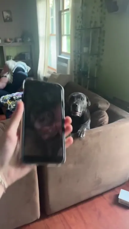 Rage-Baiting Dog Gets Mad