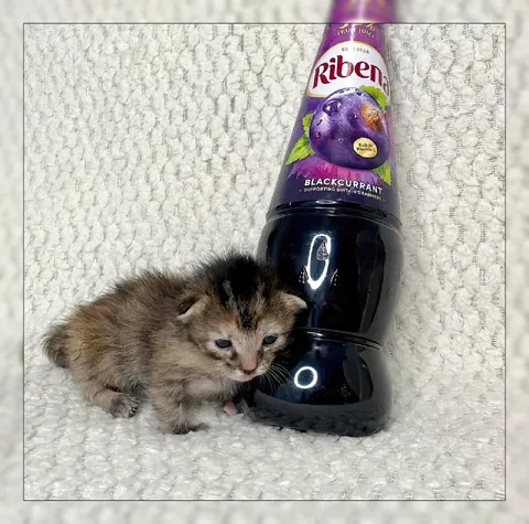 Tiny Kitten Next to Giant Ribena Bottle