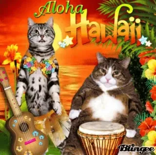 Aloha Hawaii Cat Band